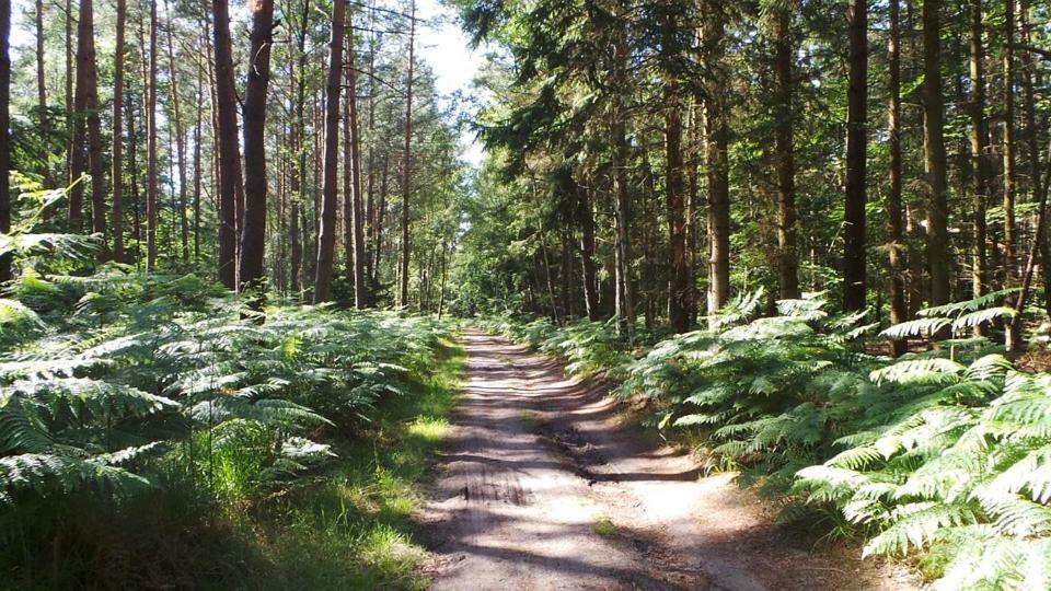 Fewo Sonnenblume Achtern Diek Zingst Exteriér fotografie